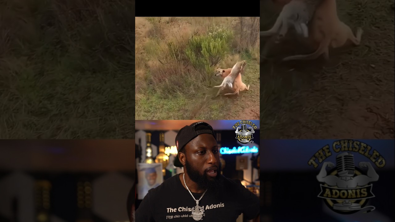 Bunny vs dogs AGAIN