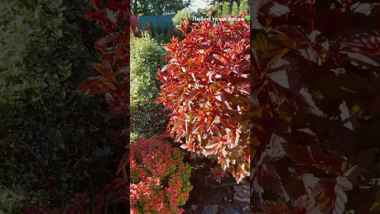 15 червня.Ранок #garden #сад #люблюрослини #рослиниукраїна #plants #shorts #ukraine