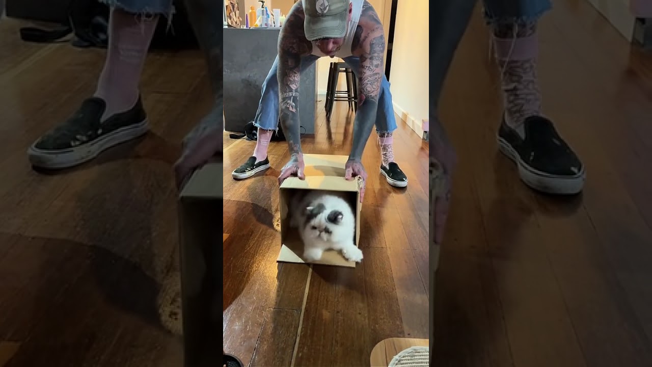 Boxy Cat🤣#cat #cats  #catlover #fyp