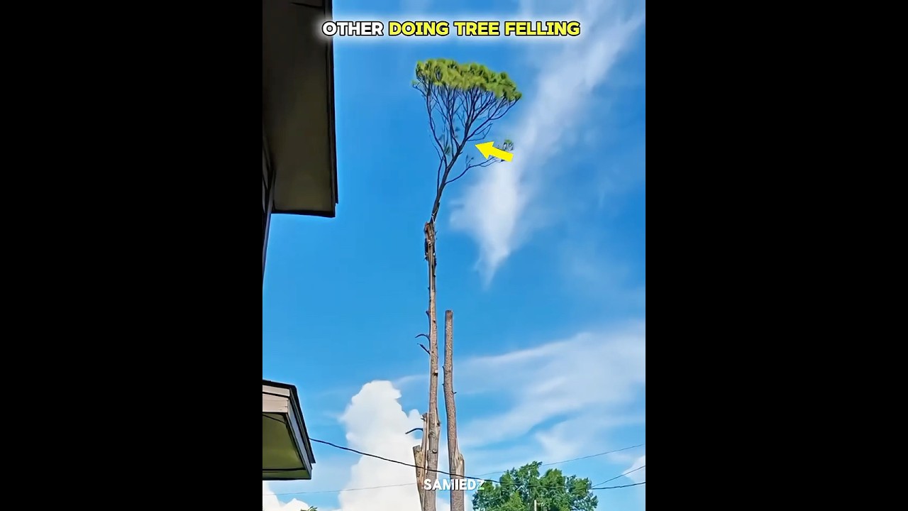 The Last Tree Transformation Is INSANE! 🌳😱 #troll #trollface #shorts
