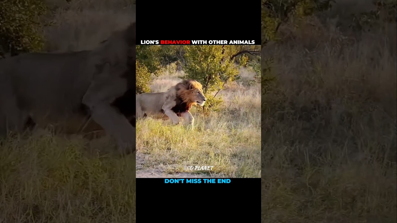 Lion behaviour with Dog & other Animals #shorts #shortvideo #animal #animalshorts #animalvideos