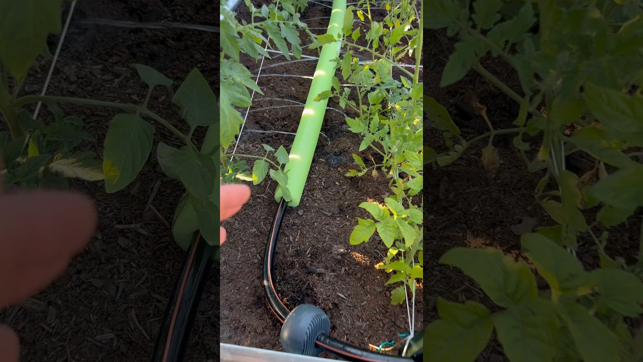 $0.97 DIY Raised Bed Watering System (Anyone Can Make This) #diy #gardening #plants