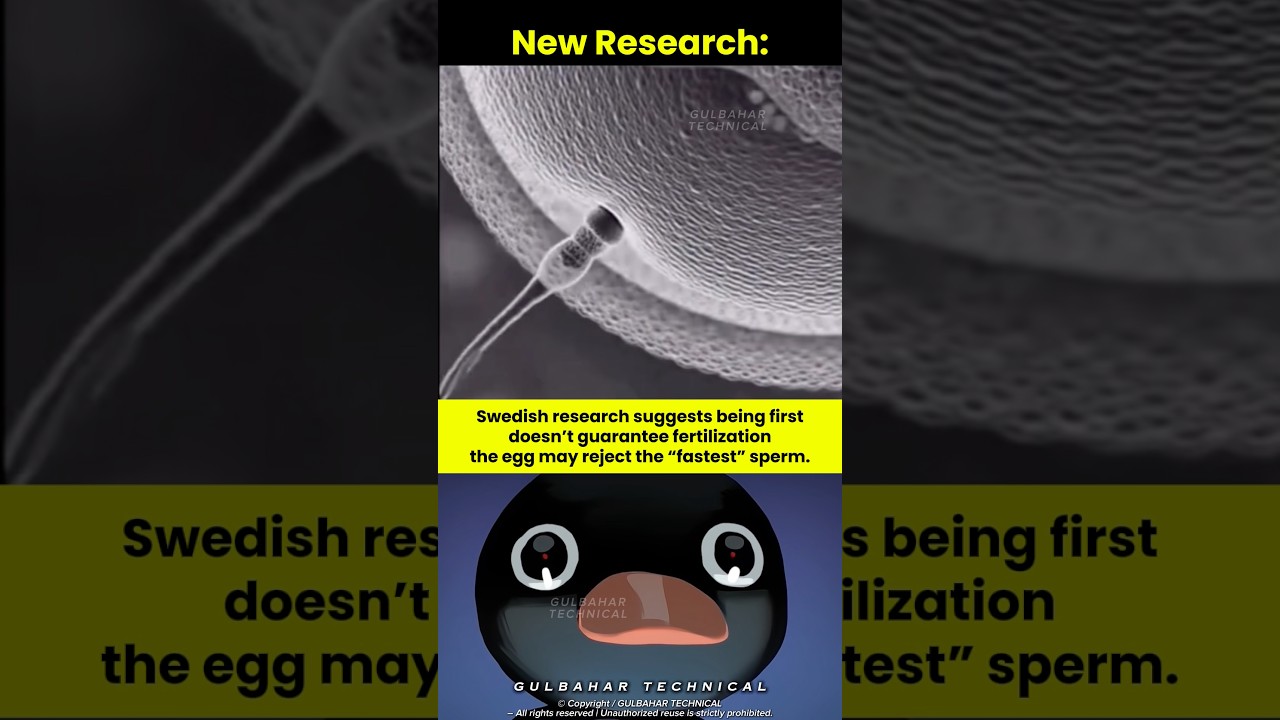 Scientists Challenged the Sperm Race Theory 🧬😳