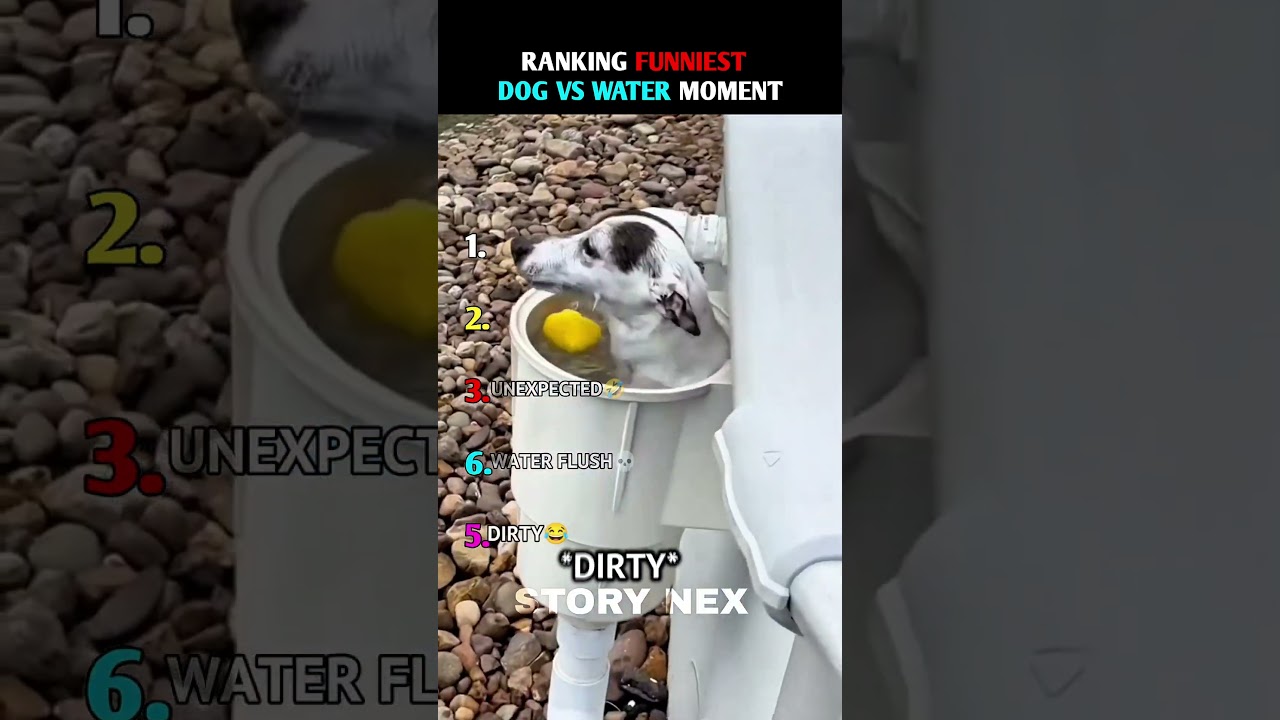 Ranking Funniest Dog Vs Water Moments