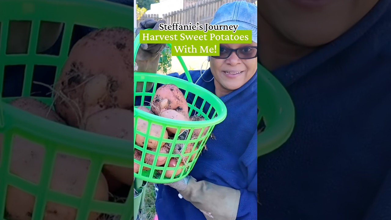 Harvest Sweet Potatoes With Me! #gardening #sweetpotato #growyourownfood #fyp #fypシ゚viral #fypシ
