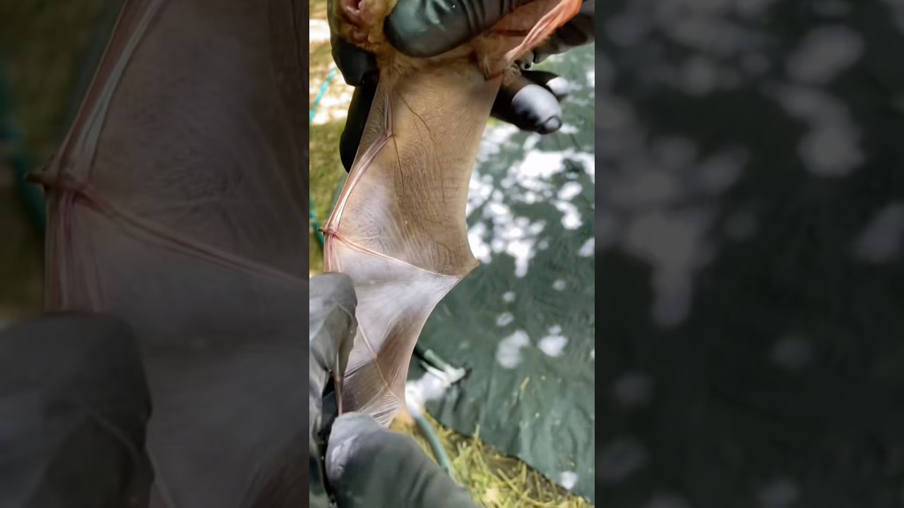 How Thin Are Bat Wings? #goodtoknow #vet #medicine #educational #funfacts #lifehacks #woundcare