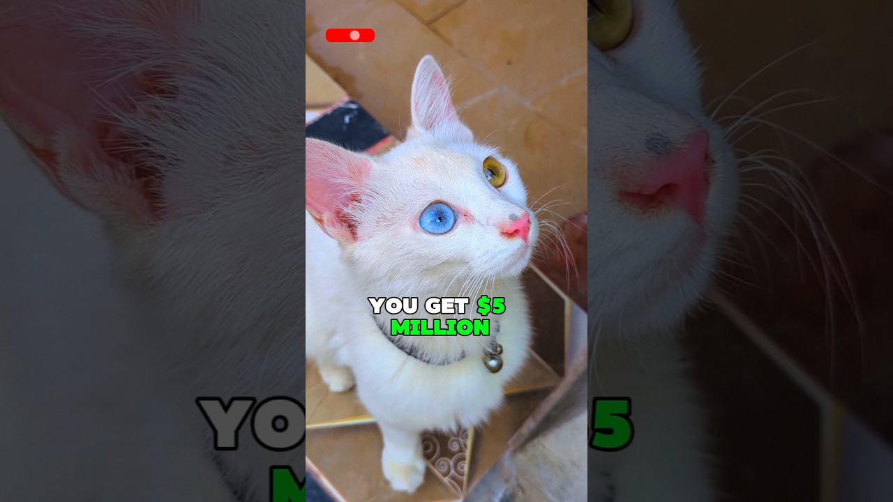 You Get $5 Million, But There's A Catch! 😱 #trending #shortsfeed #pets #animals #funny #cutecat #cat