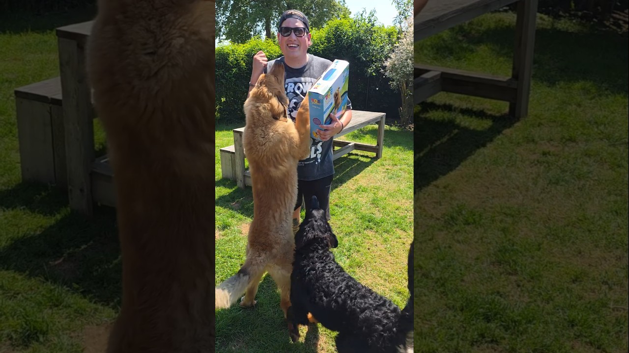 ZWEMBAD VOOR DE HONDEN!