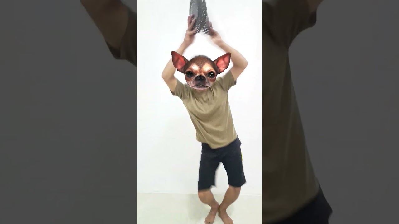 Con chó tài năng được nhận nuôi - Talented dog adopted #shorts