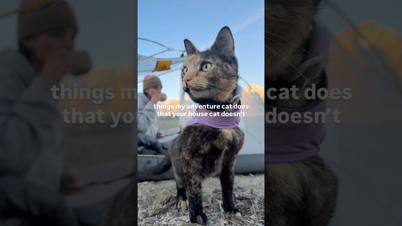 Just Adventure Cat Things! 🐈‍⬛😻 #cats #adventurecat #catcamping #outdoorcats #cats #cutecat #cute