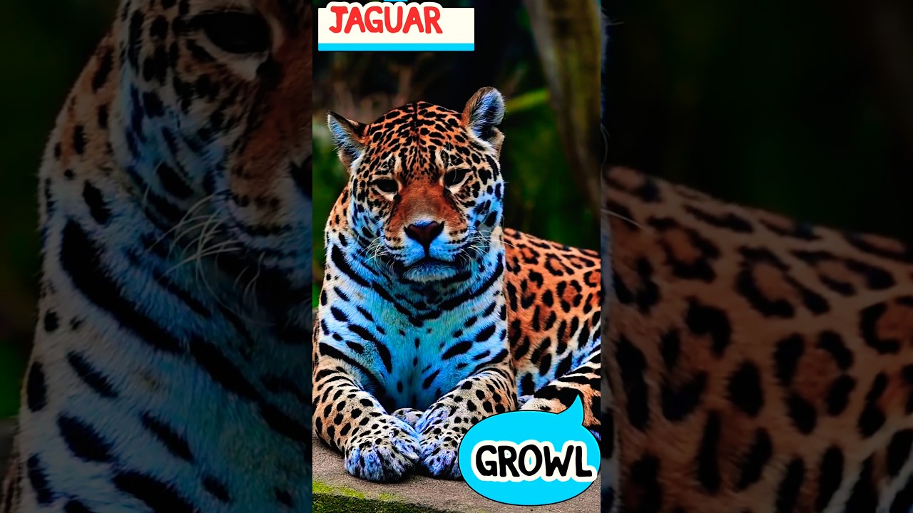 Jaguar Sound 🐆 | Growl Growl Sound for Kids | Learn Animal Sounds #Shorts