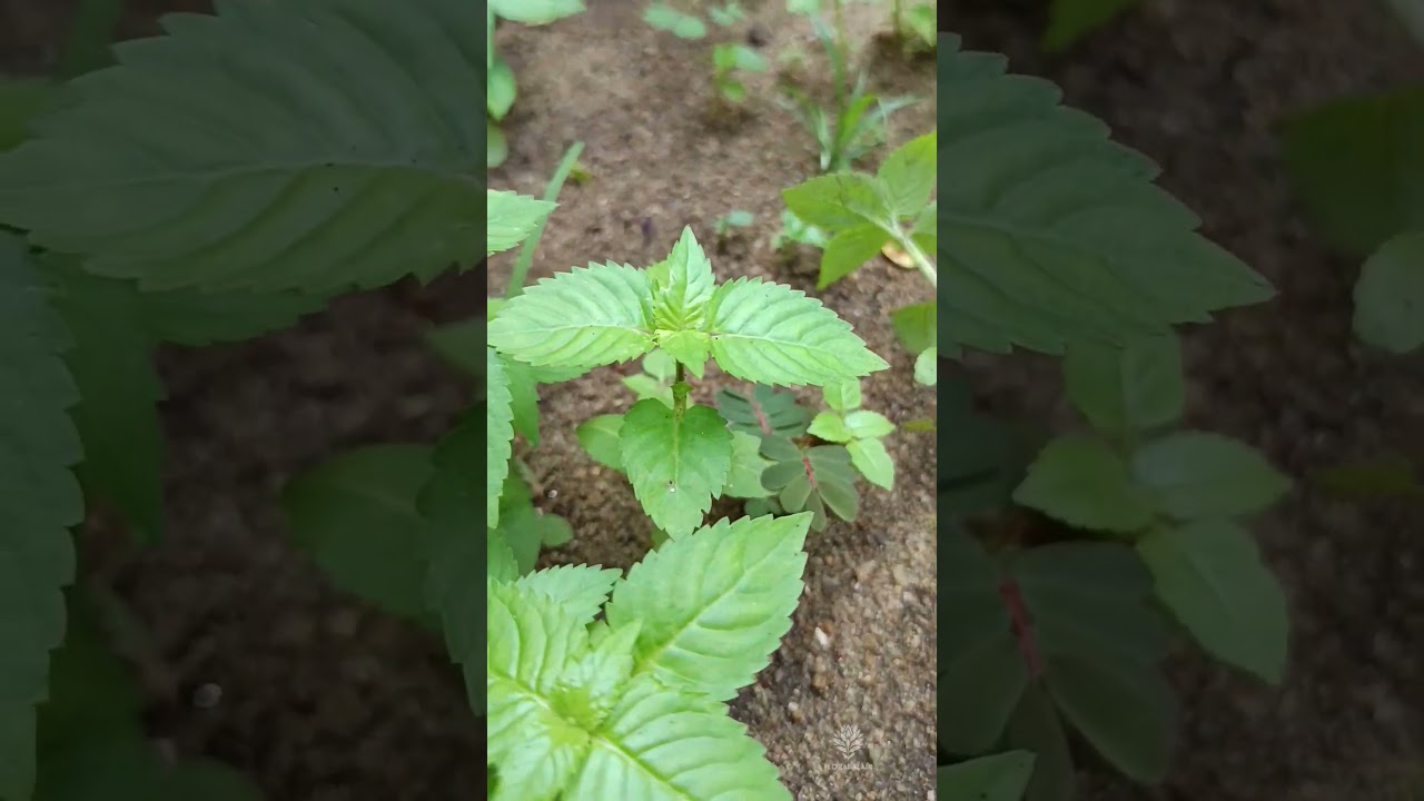 ചാകരയാണന്നേ#trending #gardening #garden #plants#shortvideo #shorts #short