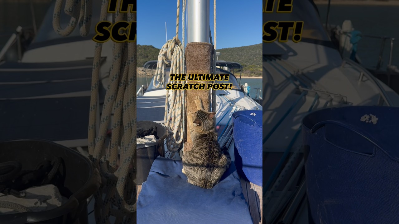 No scratch post? No problem ⛵️👈🏼#cats #cat #boatcat #sailinglife #sailing