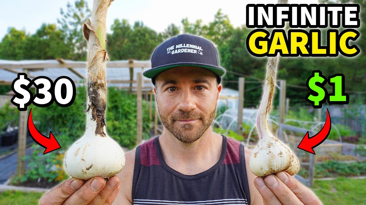 $1 vs $30 Garlic: How to Grow INFINITE Garlic for Nearly FREE!