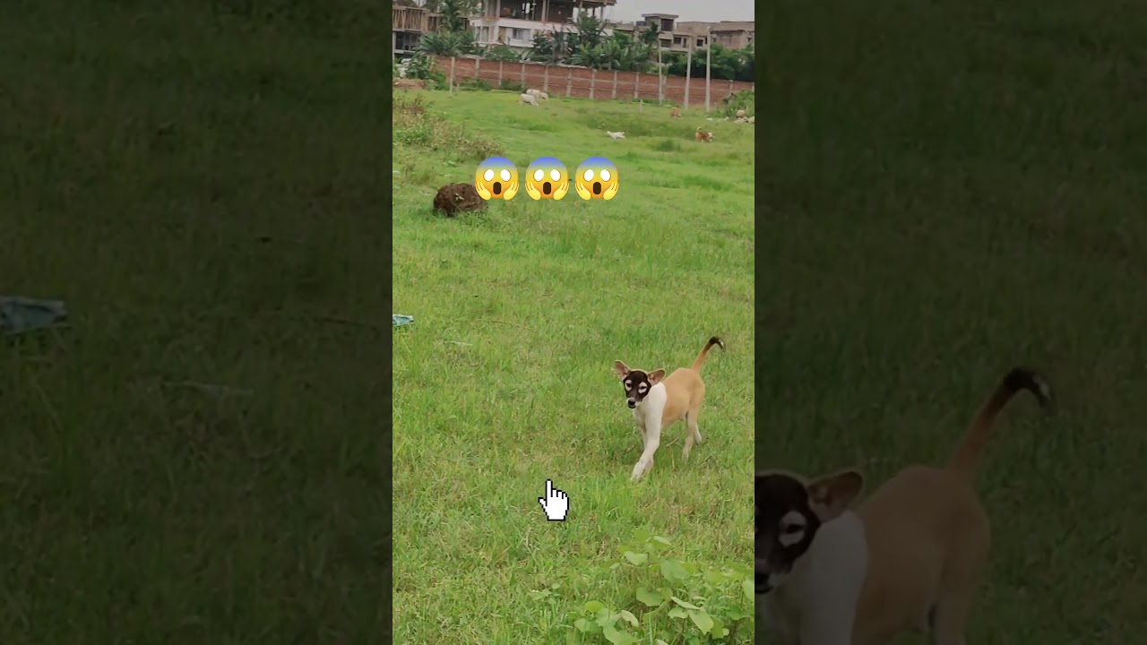 😱😱🥶😜#reel #shortvideo #vlog #comedy#short#comic#vlig#shortfeed#reels#animals#dogs#funny#funnyvideo