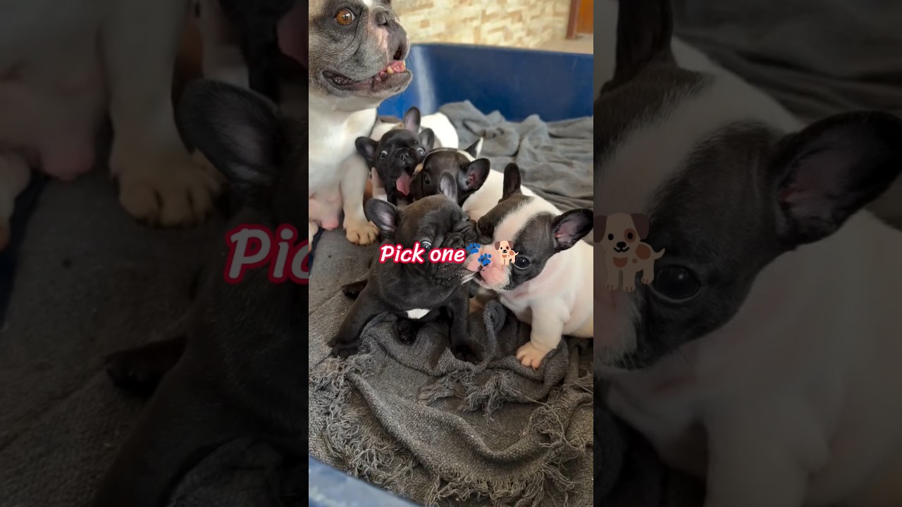 Frenchie Puppy Pile 🐾🥺🎀 Which One Would You Take Home? #shorts #frenchielife #frenchbulldog #dog