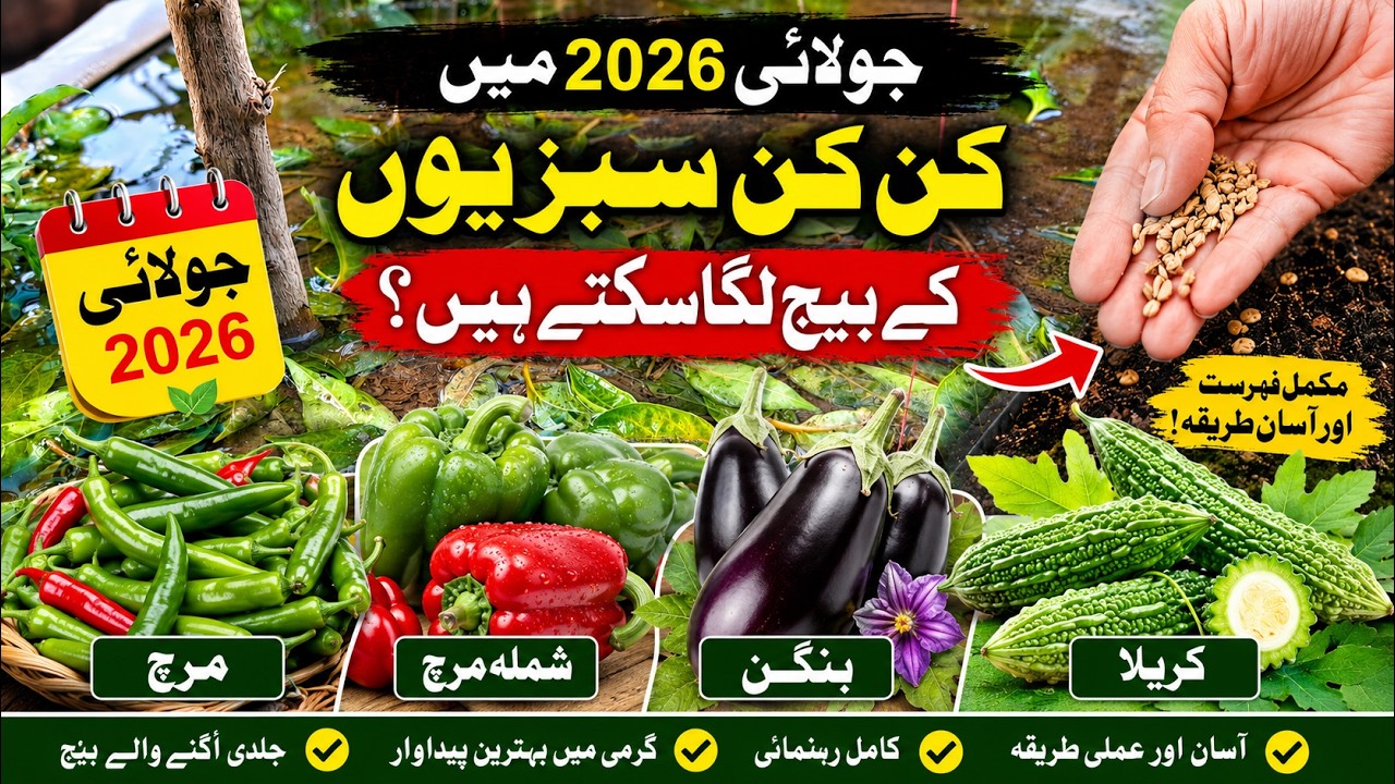 July 2026 Mein Konsi Sabziyon Ke Beej Lagayen? 🌱 | Mirch, Shimla Mirch, Baingan Aur Karela
