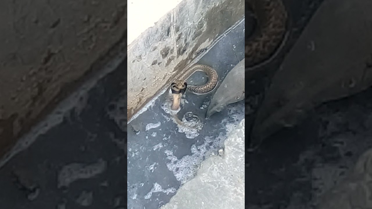 नाग देवता आए मेरे घर 🐍World Poisonous Snake at my Home😱#shorts#shortvideo#worldpoisonoussnake