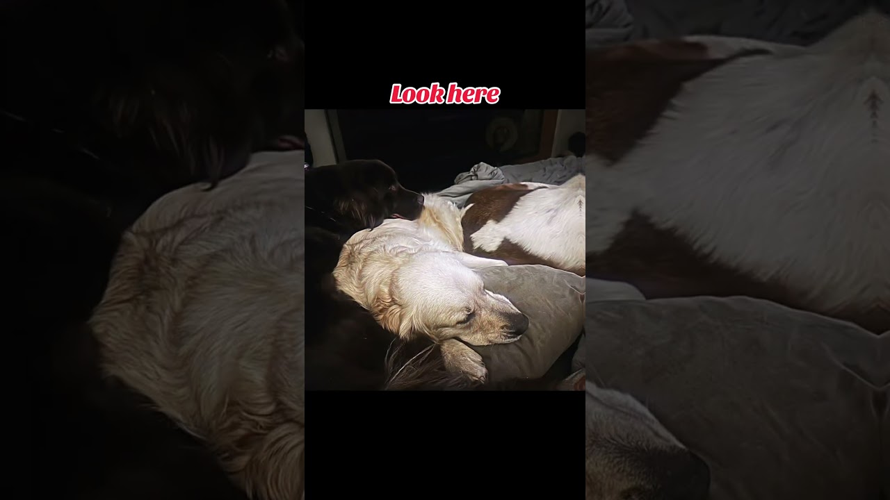 Look Here🕶️🕶️🕶️ #look #dogs #sleep #cute #reels