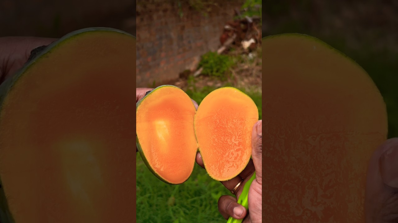 केरला चीनी ग्रीन आम काटने का अनोखा तरीका #shorts #gardening #mango #fruit #viralvideo