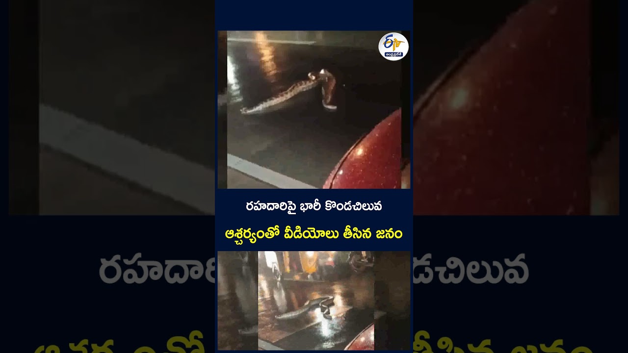 రహదారిపై భారీ కొండచిలువ   ఆశ్చర్యంతో వీడియోలు తీసిన జనం  #GiantPython #Python #Snake #Wildlife