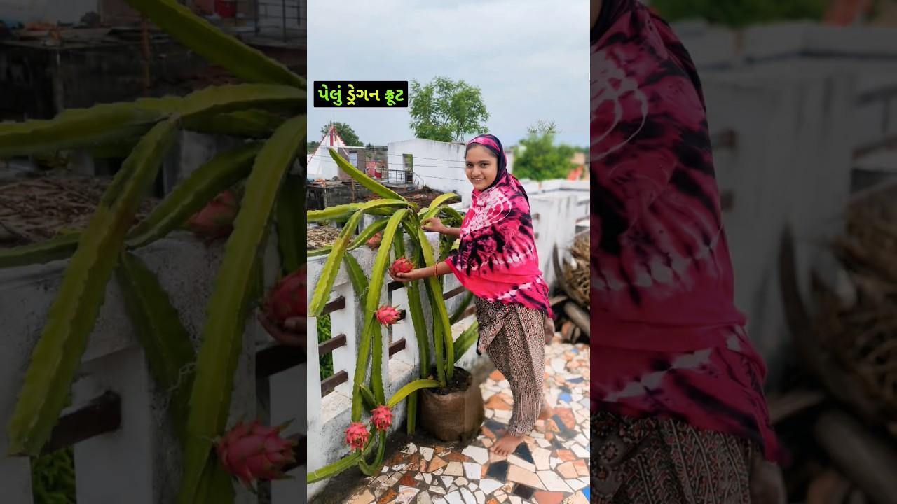 પેલું ડ્રેગન ફુટ ✨🔥 Gujarati Mini vlog #minivlog #shorts #gujrativlog #dailyvlog