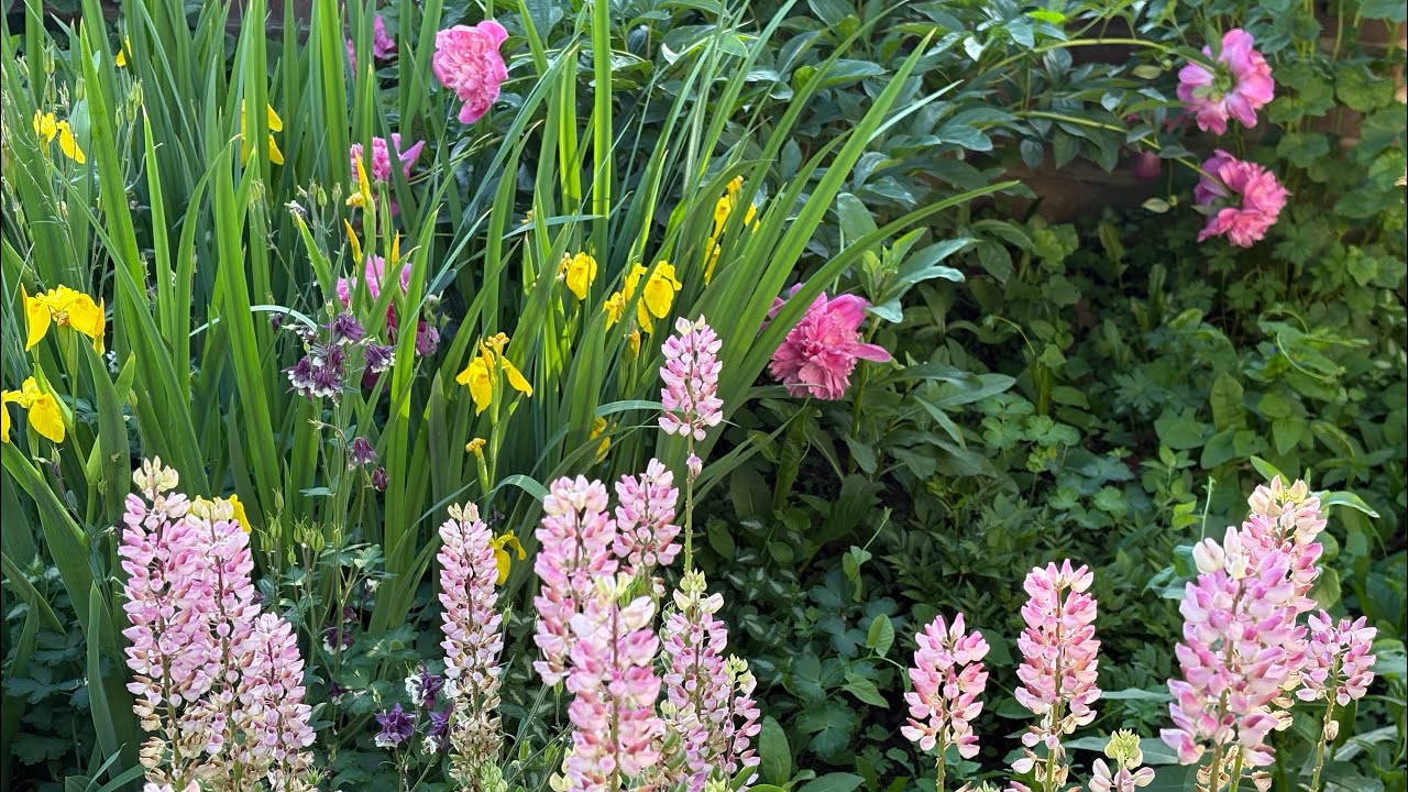 Прогулка по сибирскому саду моих родителей| Parents’ Siberian Garden in Mid-June. Flowers & Berries