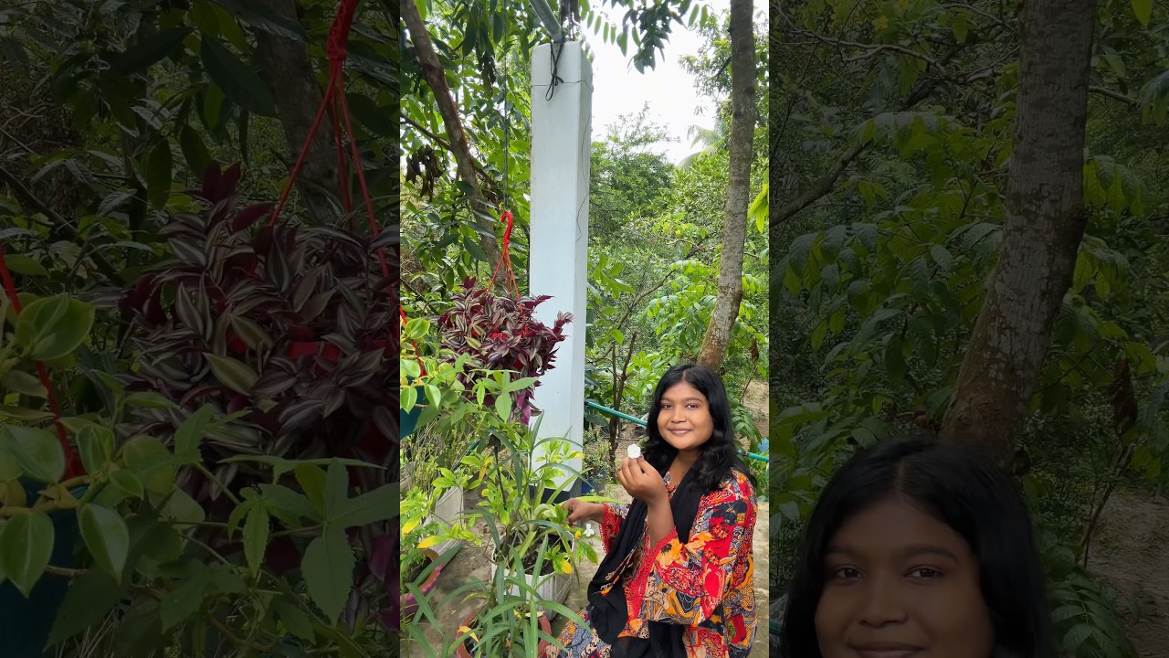 বাগান করার কোনো ইচ্ছা আমার ছিলো না!🙂|| #chadbagan #gardening #rooftopgarden #ytshorts #bangla_vlog