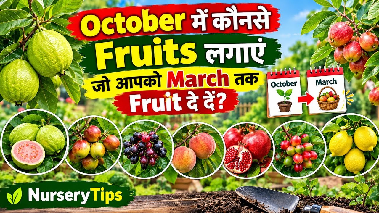 अक्टूबर में लगाएं ये फलदार पौधे 🍋🍎 | मार्च तक फल पाने का मौका | Fruit Gardening Tips
