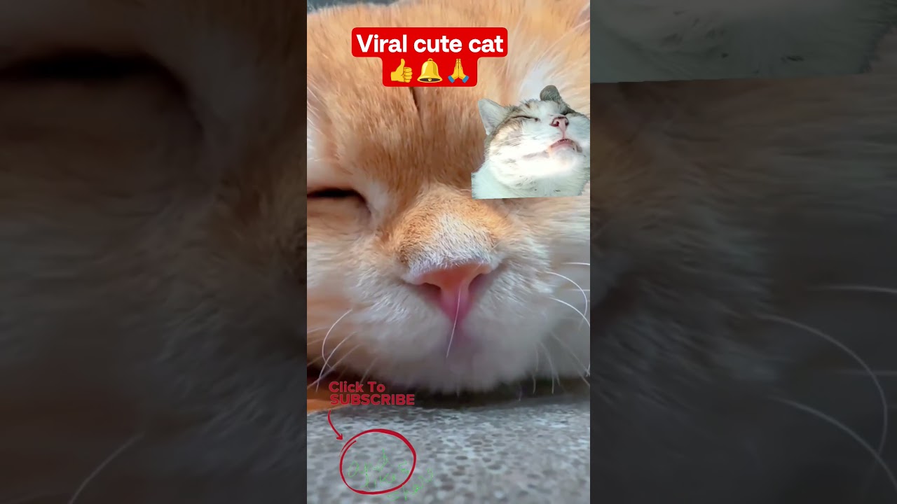 #viral cute Cat