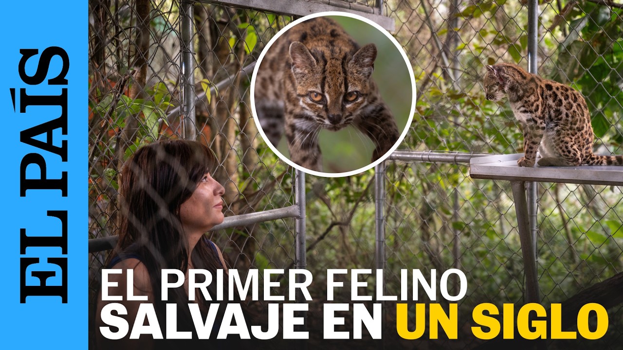 Descubren en los bosques nubosos de Bolivia al TILCAYO, el primer felino salvaje en un siglo