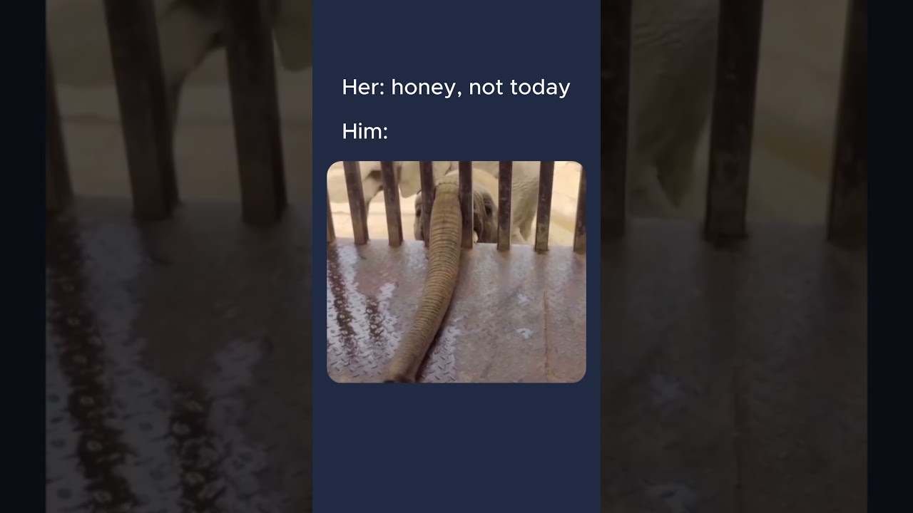 🐘 She said No… So He Brought Out the Big Trunk 🐘💀 #ComedyGold