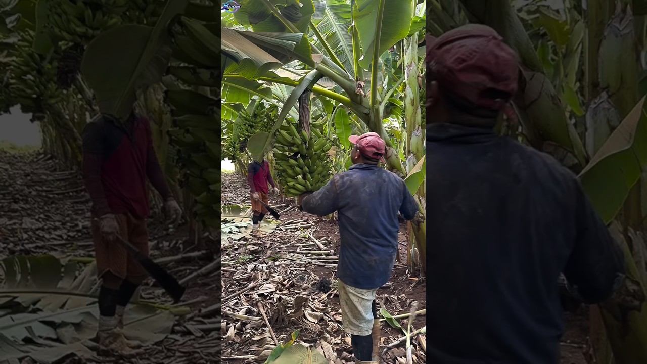 What you didn't know about Thailand's banana leaf trade #shorts #facts