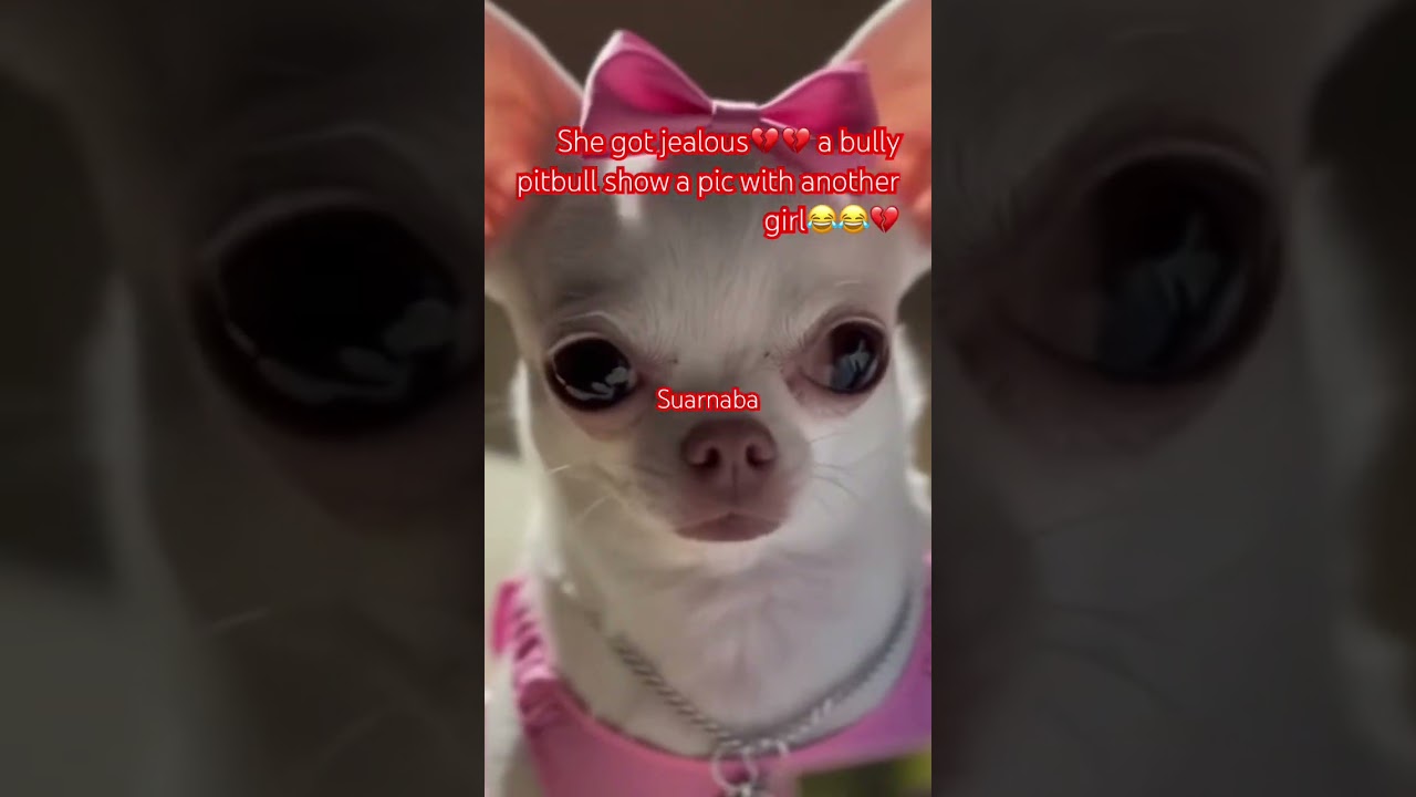 Owww she got jealous and have a broke up #shortfeed #chihuahua #funnydogs #pitbull