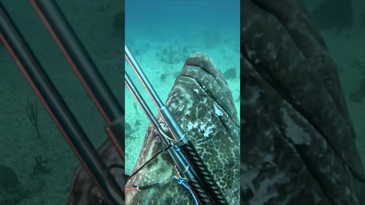 Pole Spear Hunting for Giant Bahamas Black Grouper #fishing #spearfishing