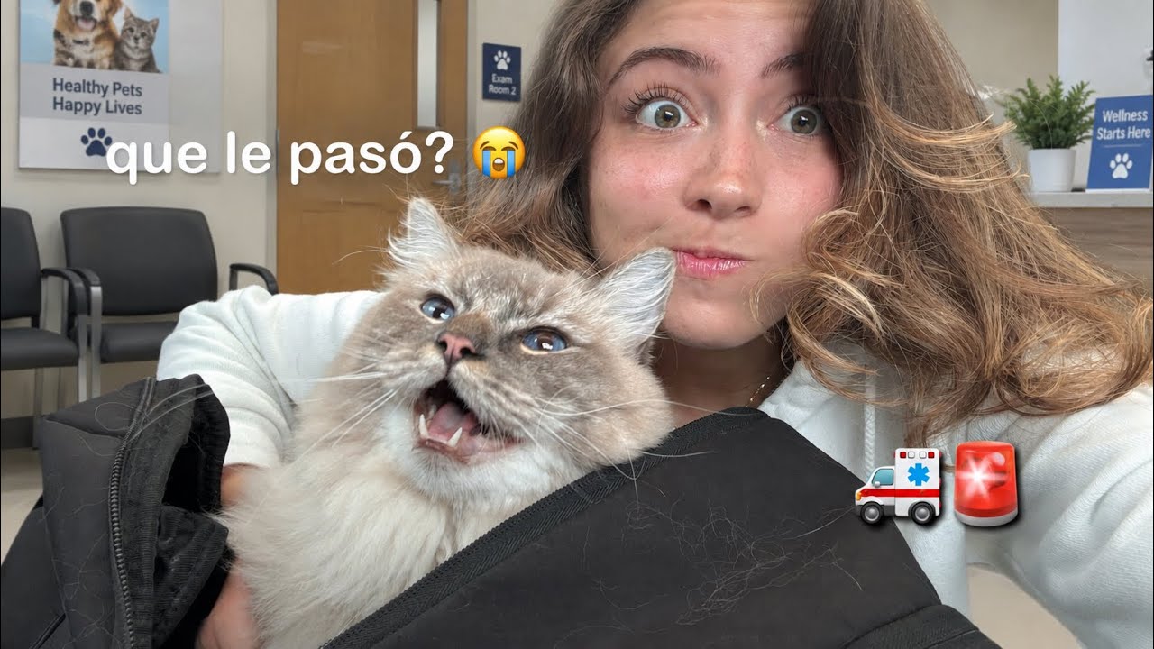 tuve que llevar a mi gato al vet 