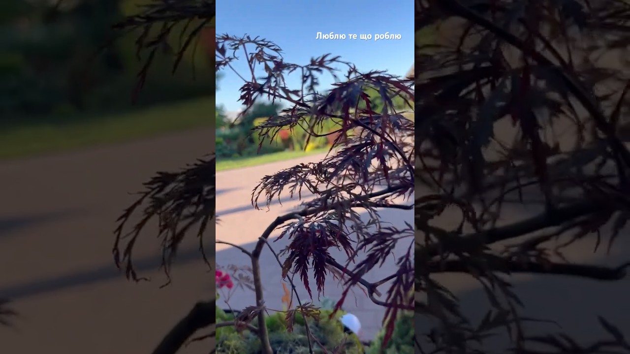 25 червня.Клени в моєму садочку✨#garden #рослиниукраїна #gardening #клен #парк #shorts #plants