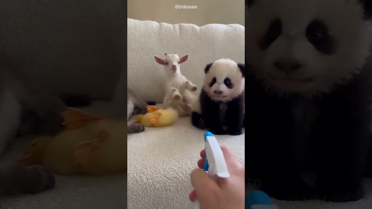 Panda Has Cutest Acting Skills