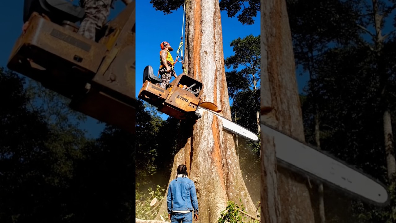old chainsaw in action #fyp #chainsaw #wood #woodworking #tree