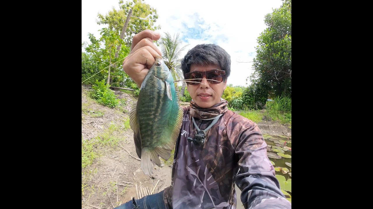 หย่อนในฝูงมันเลย..!! #ออกมาหากิน #fishing #fish #ตกปลาสลิด