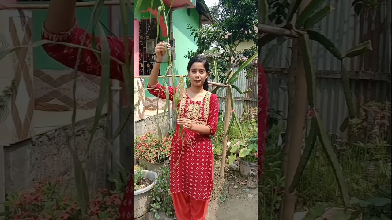 Ye utt Patang idea Mera Nehi hai😎#corn #garden #plant