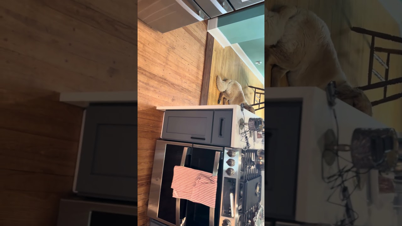 Dog doesn't care - AI fail?  #arduino #arduinoQ #dog