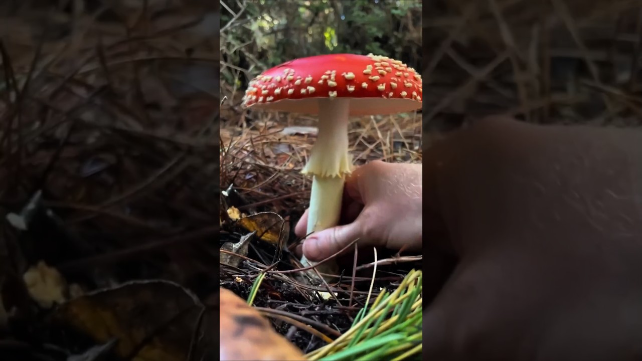 5 Strangest Mushrooms You Won’t Believe Are Real 🍄.