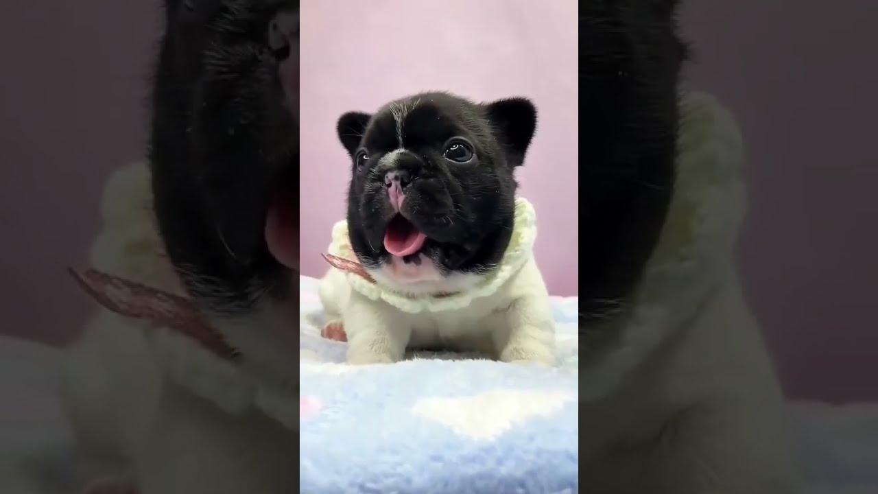 French Bulldog Puppy Face You Can’t Resist 🥹💕 #shorts  #puppy #frenchbulldog #dog #cutepuppy