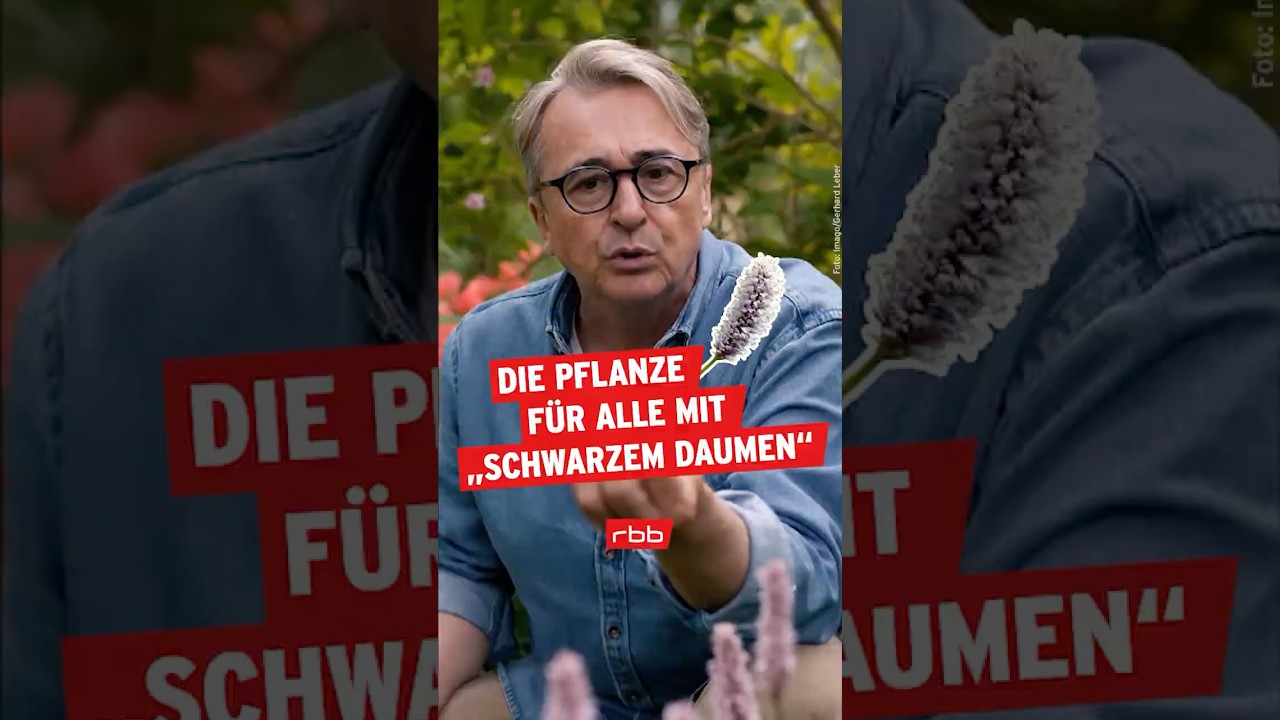 Die unkaputtbare Pflanze  | Horst sein Schrebergarten