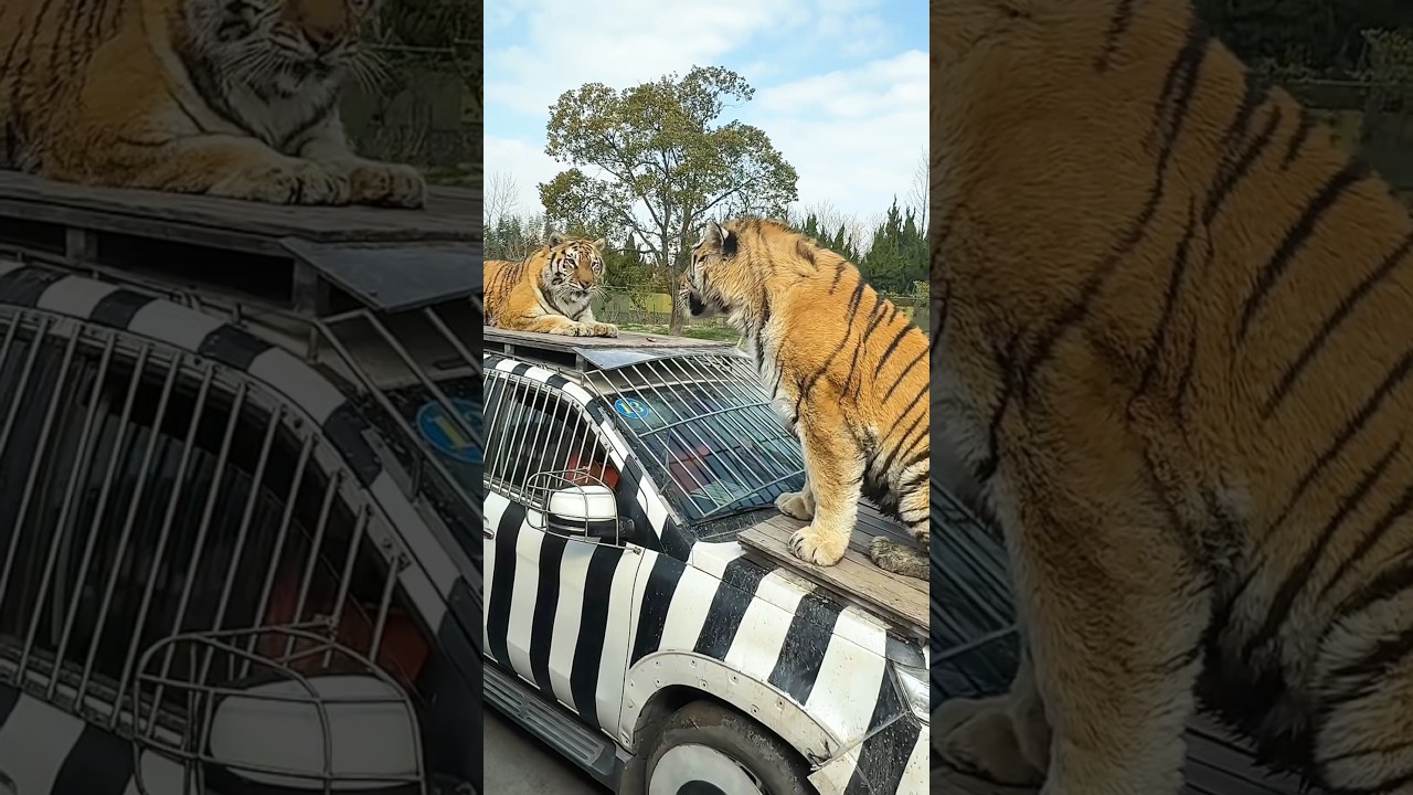 Why Do Safari Cars Have Metal Cages?