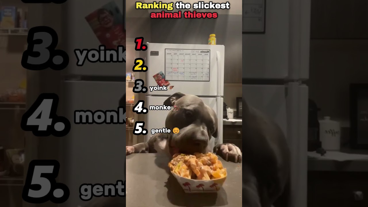 Sneaky animals  #petvideos #cat #dog #funny #funnyanimals #ranking #animalshorts #cute