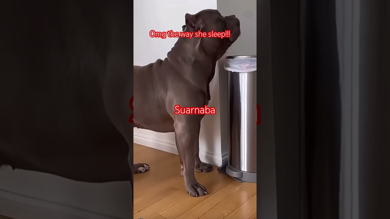 Ahaha i can’t stop laughing #shortfeed #funny #chihuahuafanclub #pets #jhunofficialvlog