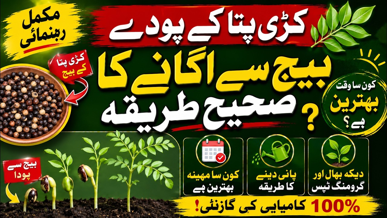 How to Grow Curry Patta Plant from Seeds | Curry Leaves Seeds Se Ugane Ka Sahi Tarika