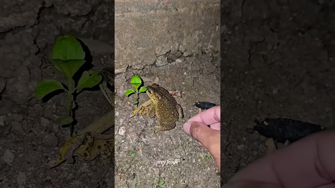 Catch big frogs funny | Try don't laugh | wepwep catching frogs make you laugh 🐸 #shortsviral #frog
